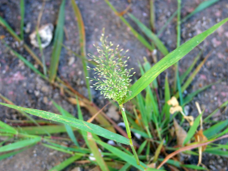arundinella-pumila-grass