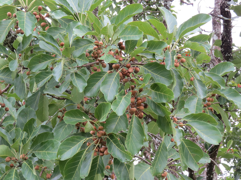 bahera-tree