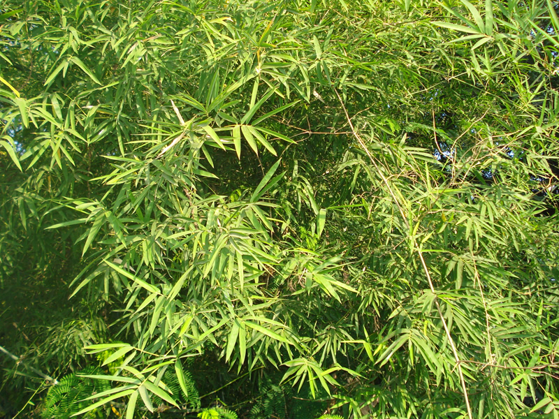 dactyloctenuum-aegyptium-grass