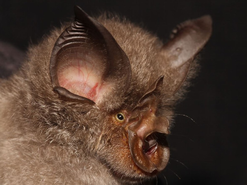 horseshoe-bat