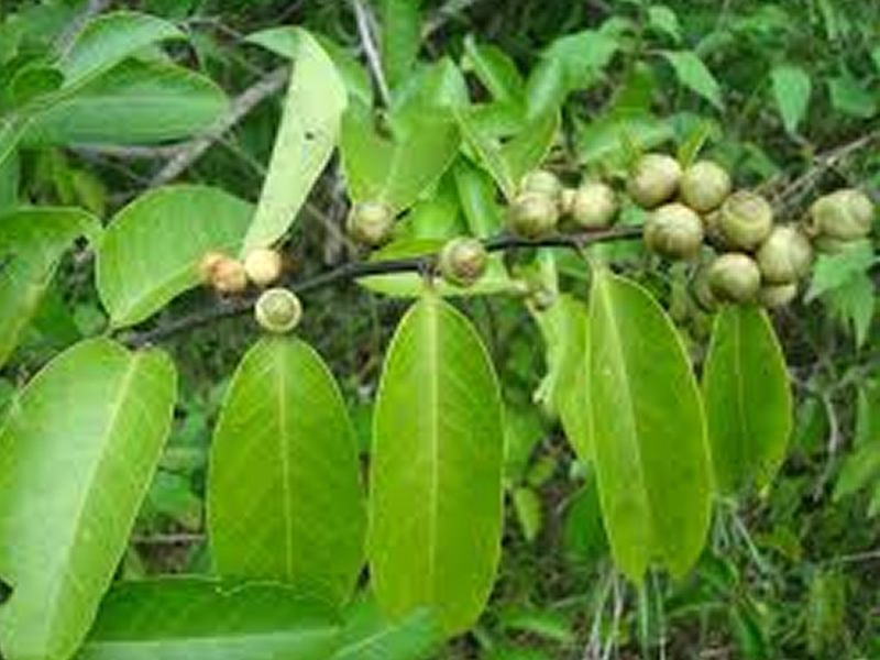 olax-scandens