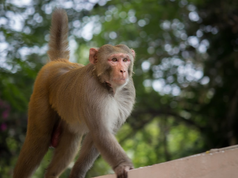 rhesus-macaque