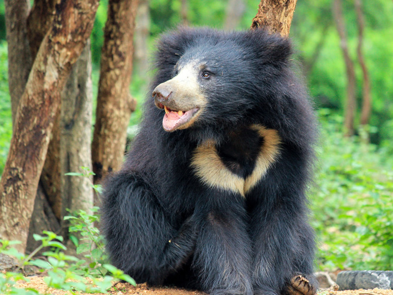 sloth-bear